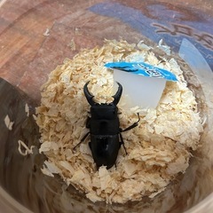 オキノエラブヒラタクワガタ　新成虫2ペア