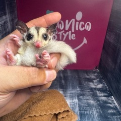 フクロモモンガ　リングテールのモザイク