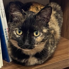 迷い猫探しています　サビ猫