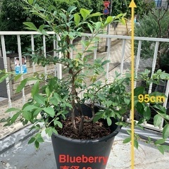 ブルーベリー② / 15号プラスチック鉢植の画像