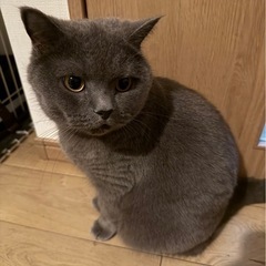 ぶくぶくまんまるのブリティッシュ男の子です