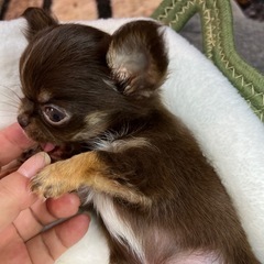 チワワ  メス  極小チワワ  チョコタン