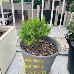 ローズマリー / 13号プラスチック鉢植