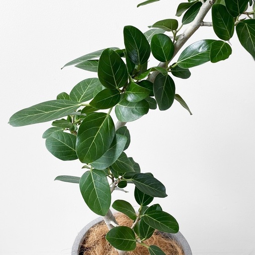 観葉植物 フィカス ベンガレンシス