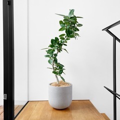 観葉植物 フィカス ベンガレンシス