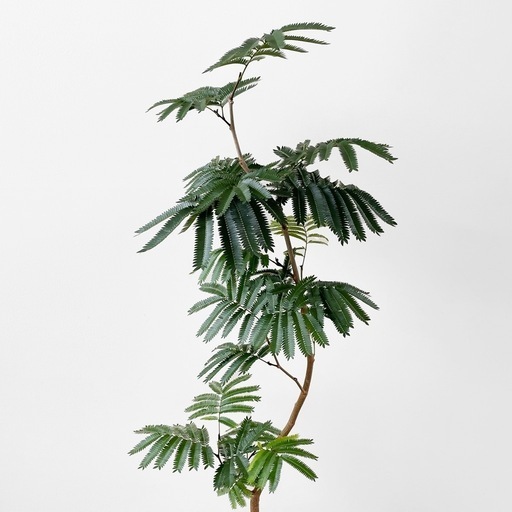観葉植物 エバーフレッシュ