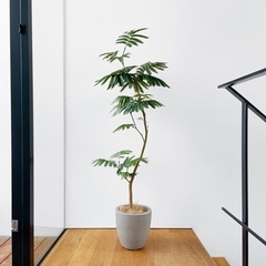 観葉植物 エバーフレッシュ