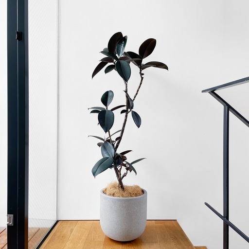 観葉植物 フィカス バーガンディ