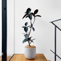 観葉植物 フィカス バーガンディ