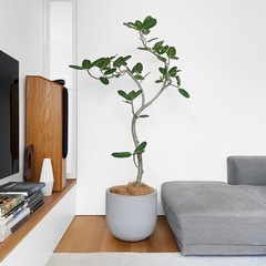 観葉植物 フィカス ベンガレンシス