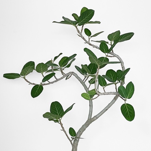 観葉植物 フィカス ベンガレンシス