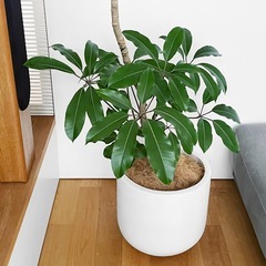 観葉植物 ツピタンサスの画像