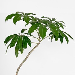 観葉植物 ツピタンサスの画像
