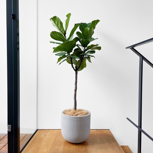 観葉植物 フィカス リラータ カシワバゴム
