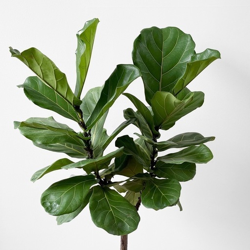 観葉植物 フィカス リラータ カシワバゴム