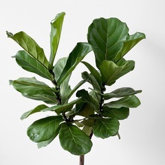 観葉植物 フィカス リラータ カシワバゴムの画像