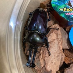（1匹あたり）【紫紺】ニジイロクワガタ初二齢幼虫