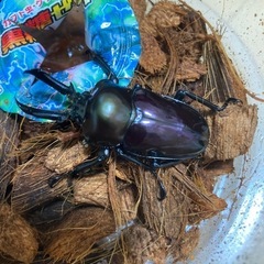 （1匹あたり）【紫紺】ニジイロクワガタ初二齢幼虫の画像