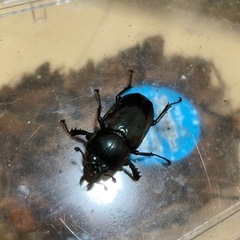 （1匹あたり）【紫紺】ニジイロクワガタ初二齢幼虫の画像