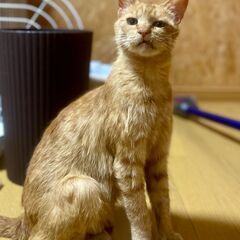 【まーちゃん♀】中標津町の茶トラのお母さん猫