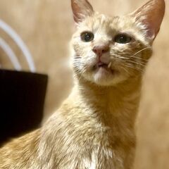 【まーちゃん♀】中標津町の茶トラのお母さん猫