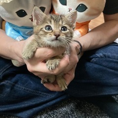 仔猫里親さん募集！