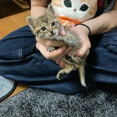 仔猫　オス里親様募集！