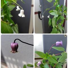 クレマチス　3種　藤かほり　白磁　ロウグチ