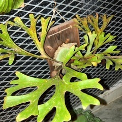 リドレイ　ビカクシダの画像