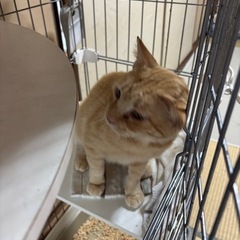 温かい家族を希望します - 猫