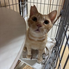 温かい家族を希望します - 倉敷市