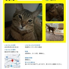 迷子猫のチラシのポスティング
