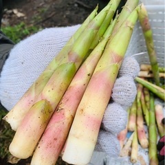 毎年ありがとうございます！根曲がり竹