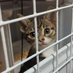 子猫　可愛い顔のキジトラ　大人しい　男の子　3カ月