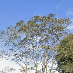 草刈り致しますの画像