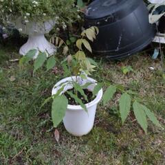 ピンク色の藤　植木　値下げ!1000→８00円！の画像