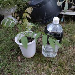 ピンク色の藤　植木　値下げ!1000→８00円！の画像