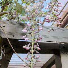 ピンク色の藤　植木　値下げ!1000→８00円！の画像