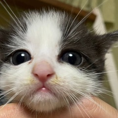 🧡💛1ヶ月の白黒4きょうだい子猫ちゃん💕