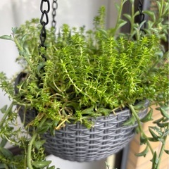 最終値下げ★多肉植物★ハンギングバスケット　吊り下げ式　他のコも...