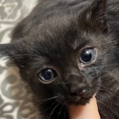 里親募集中　黒子猫　生後1か月