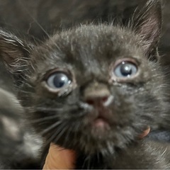 里親募集中　黒子猫
