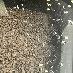 【ご連絡いただいてる方で一旦締切ます】メダカの赤ちゃんの画像