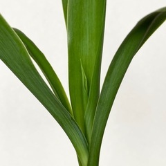 ユッカの画像