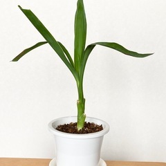 ユッカ
