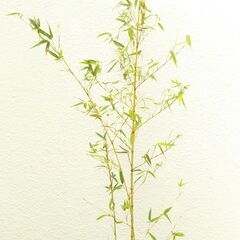 竹の画像
