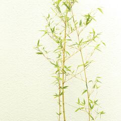 竹の画像