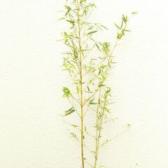 竹の画像