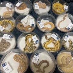🦎爬虫類専門ライングルチャ　　　　　✨レプリストハチュグル🦎　　　　　新規参加メンバー大募集‼️ - 鳥取市