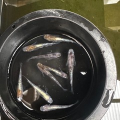 メダカ販売　花魁　親個体　雄4雌5